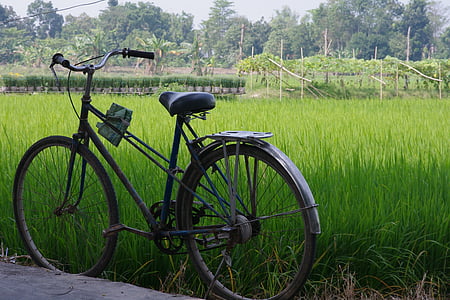 bicycles, bike, vehicles, greenery, grasses, paddy, fields