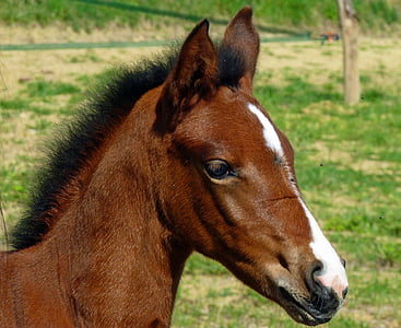 cavalo, puro sangue árabe, Cavalos reprodutores, Pre, potranca, Petit, natureza