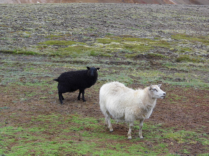 ovce, životinje, farma, stado ovaca, stado