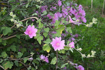 lilled, Hibiscus, roosa, loodus, botaanika, kroonlehed, Aed