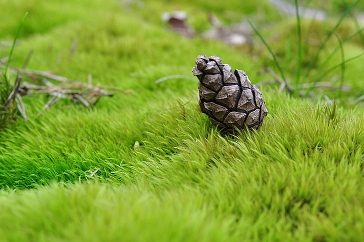 cone, grass, moss, macro, nature, plants, forest