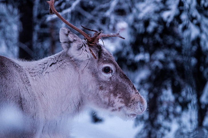 severnih jelenov, Buck, sneg, polje, blizu, poudarek, fotografije