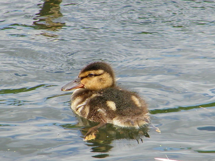 duckling, pond, water