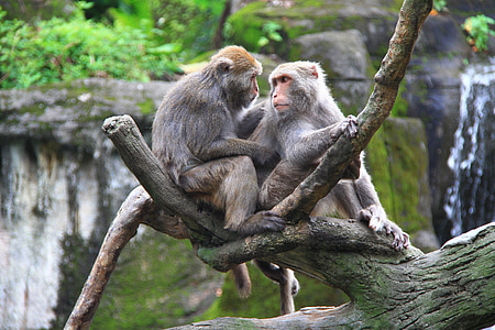 원숭이, 동물원, 높은, 트렁크, 더블, 친애 하는, 동반자
