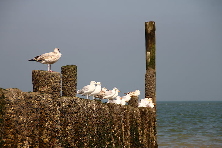 chim mòng biển, Hà Lan, Zeeland, ngồi, Breskens, bờ biển, tỉnh zeeland