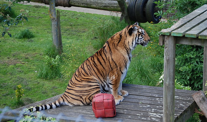 tigris, nagy macska, macska, közeli kép:, gyönyörű, pihenő, kannibál