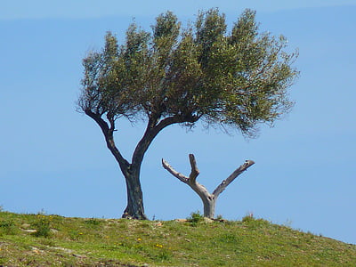 træ, oliventræ, vind, skæve