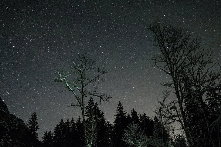 natt, mörka, astrofotografering, stjärnor, stargazing, skugga, träd