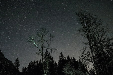 malam, gelap, astrophotography, bintang-bintang, ramalan, bayangan, pohon