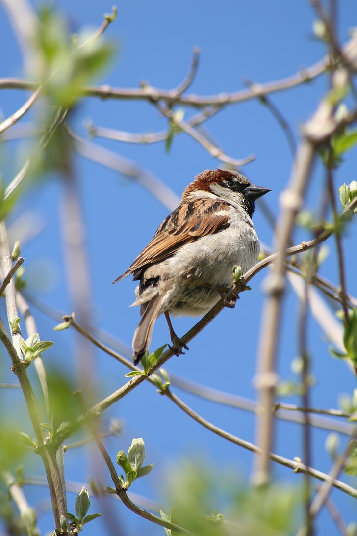bird, house sparrow, animals, sparrow, tree, wings, springs