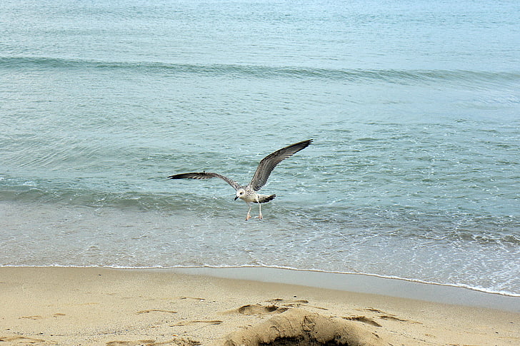 seagull, flight, sea, the black sea, bird, wings, nature