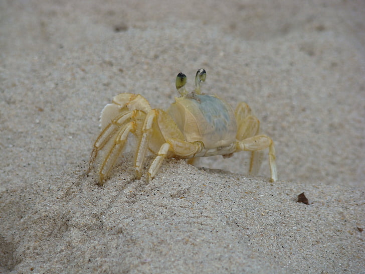 crab, siri, beach, sand, mar