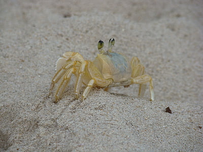crabe, Siri, plage, sable, Mar