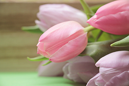 tulipanes, flores, floración, primavera, naturaleza, flores de primavera, rosa