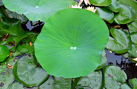 Lotus, list, voda, dropletu, přetažení, rybník, zahrada