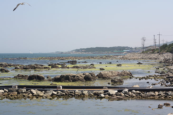 plajă, Pescăruşul, mare, în aer liber, noi, natura, peisaj