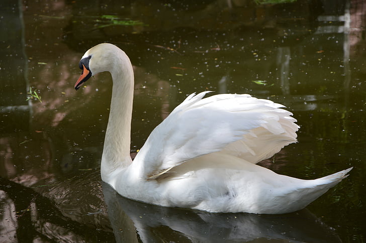 swan, bird, grace, pond, swans, birds