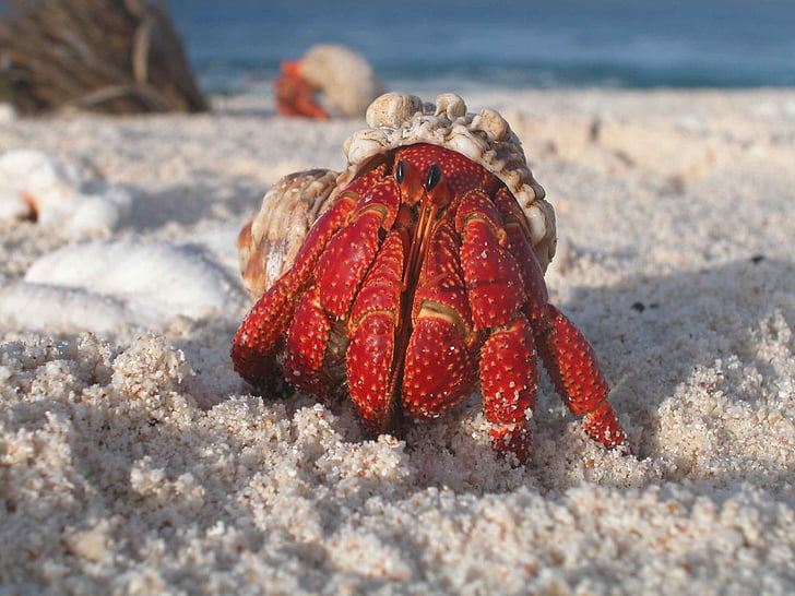 beach, claw, crab, crustacean, hermit, ocean, sand