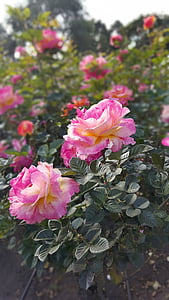 Rosa, tõusis, punane roos, roosa, sinine, Aed, lilled, roosa