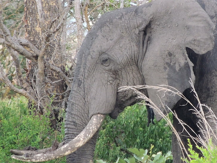 slon, sloní hlavou, Slon africký, Slon africký bush, Tanzánia, Safari, Národný park
