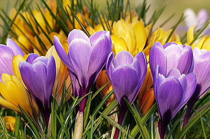 bunga, Crocus, ungu, kuning, musim semi, ungu, kelopak