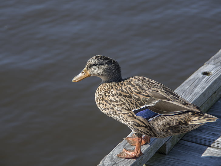 Kaczka, Wood duck, Gulf coast, ptak, Natura, ptactwa wodnego