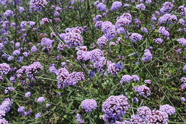 flori, Verbena, violet