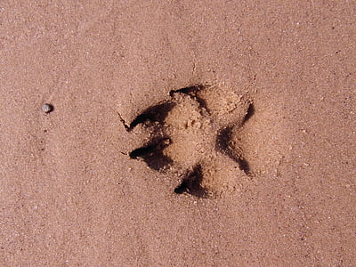 patte de chien, empreinte de pas, patte, trace, sable, plage