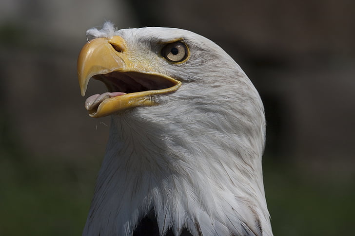 burung, Adler, burung raptor, Bald eagles, dgn memakai elang, tagihan, hewan