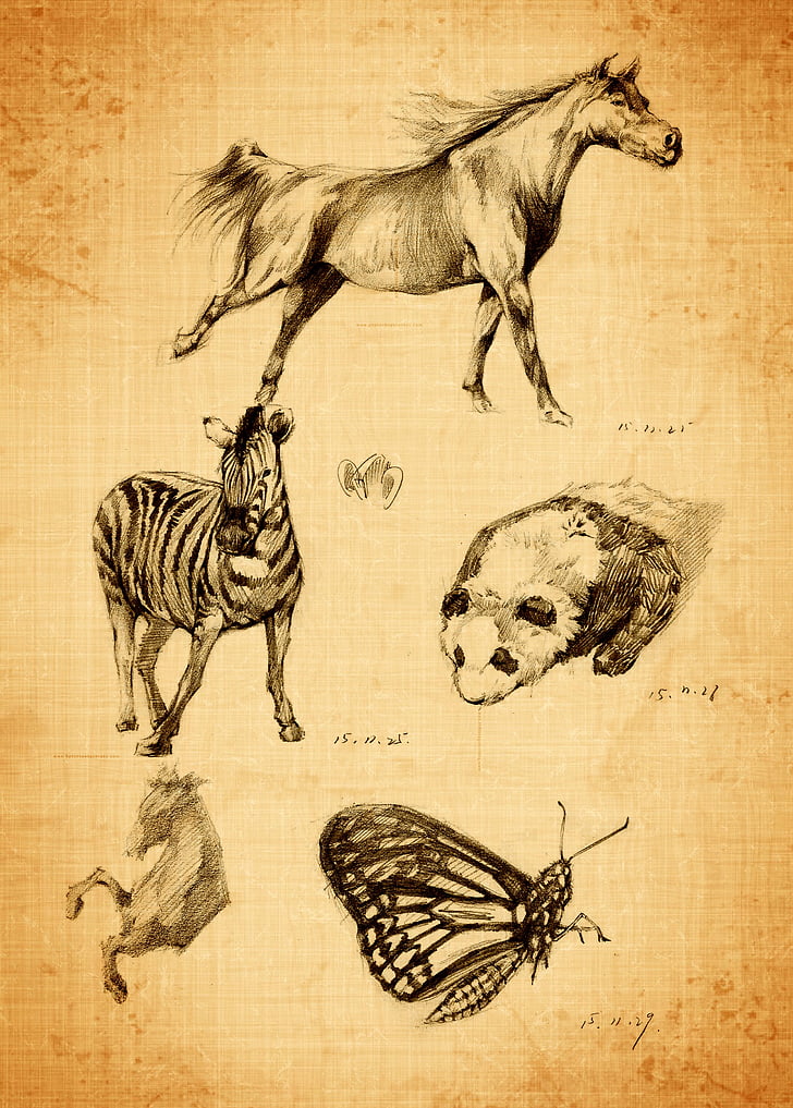 hand-painted, contact, pencil, animal, animal wildlife, animal themes, animals in the wild
