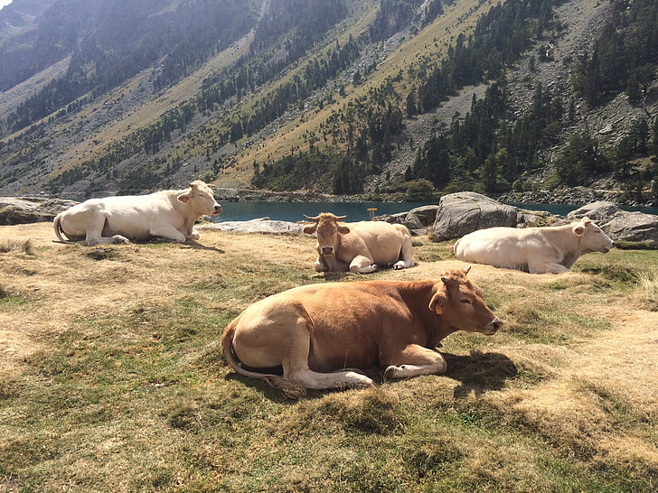 animals, cow, cattle