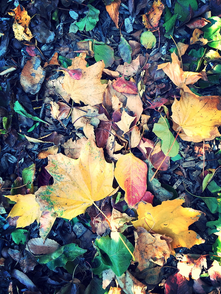 folhas, murchou, folha, Maple, Outono, natureza, Outono