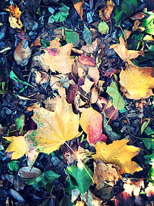 foglie, appassito, foglia, acero, caduta, natura, autunno