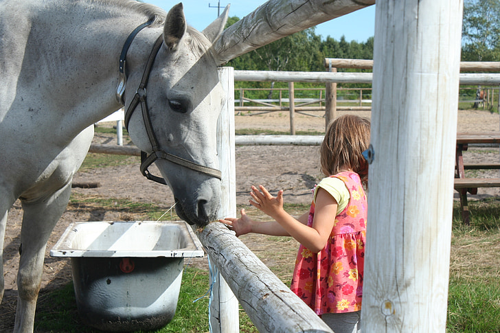the horse, child, feed