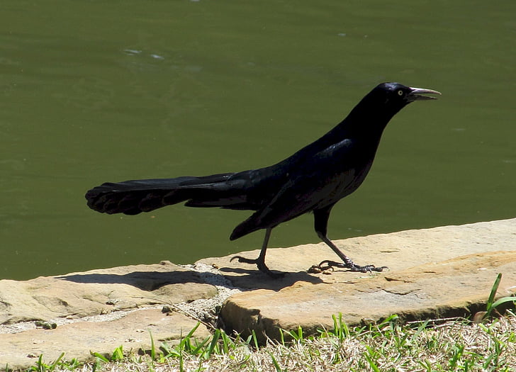 blackbird, raven, crow, black, bird, spooky, feather