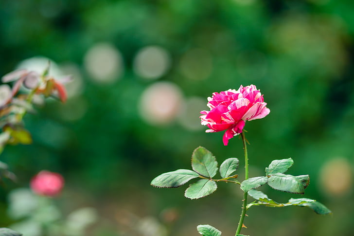 a crescut, naturale, grădină de trandafiri, plante, flori, roz, Japonia