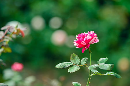 levantou-se, natural, jardim de rosas, planta, flores, -de-rosa, Japão