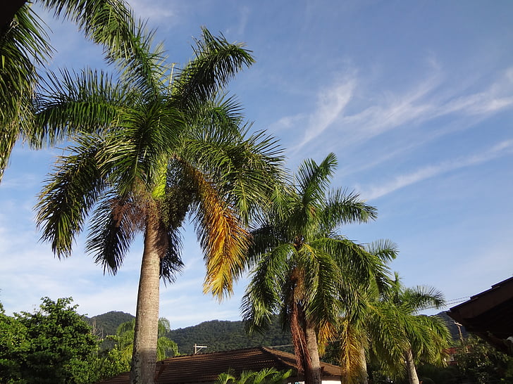 Palme, tropskih rastlin, dreves