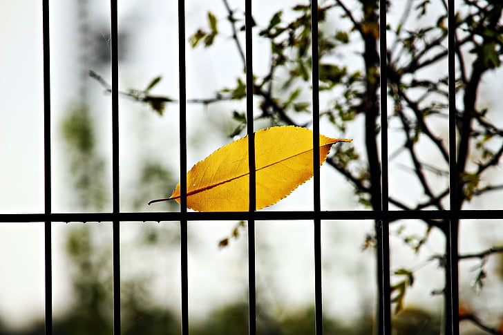 leaf, fence, grid, autumn, colorful leaf, metal, iron