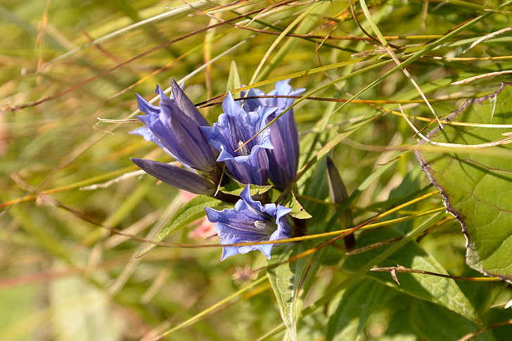 ensian, blå, lilla, blomst, Alpine, vegetation, natur