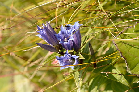 gentian, blue, purple, flower, alpine, vegetation, nature