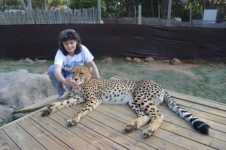 Nam Phi, công viên sư tử, cheetah