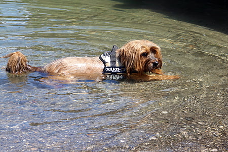 šuo, vandens, šlapiame kelyje, gyvūnų, naminių gyvūnėlių, vandenyse, plaukti