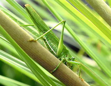 grasshopper, animal, insect, close, nature, plant, green