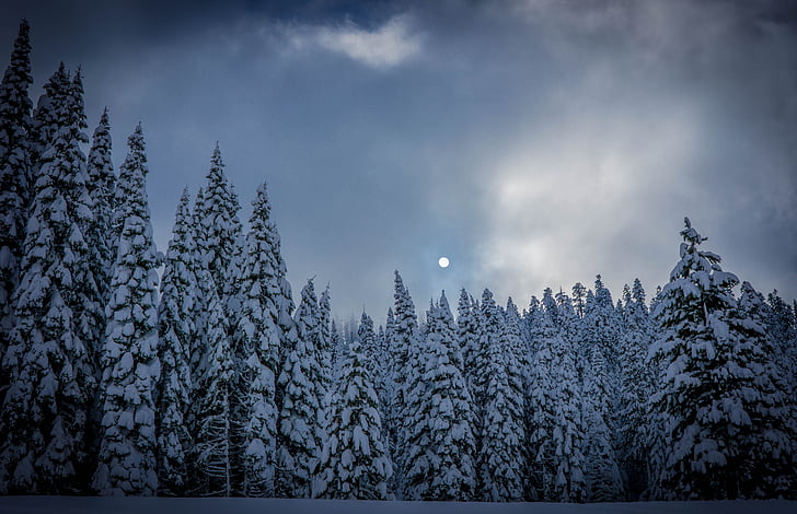 moon, pine, trees, clouds, sky, snow, fog