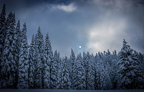Луна, сосна, деревья, облака, небо, снег, туман