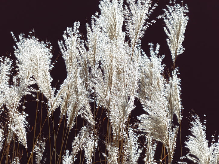 miscanthus, miscanthus sinensis, back light, licorice, poaceae, silver spring, bamboo grassedit this page