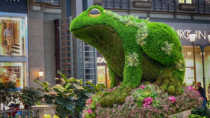 frog, plant, green, spring, animal