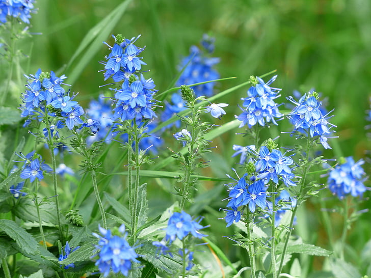 μεγάλο Βερονίκη, Βερόνικα teucrium, άνθος, άνθιση, λουλούδι, μπλε, plantain θερμοκηπίου