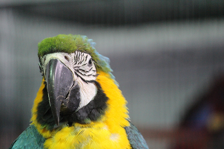 parrot, yellow, macaw, bird, beak, pretty, tropical